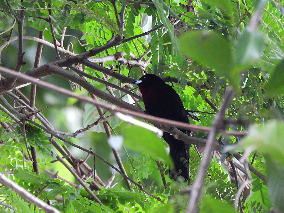 Silver-beaked Tanager - ML638290494