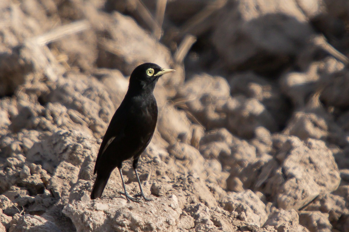 Spectacled Tyrant - ML638290500