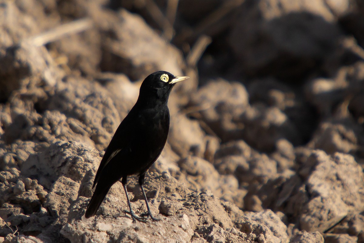 Spectacled Tyrant - ML638290502
