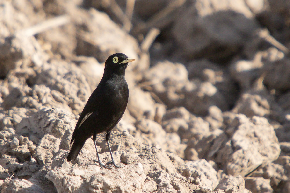 Spectacled Tyrant - ML638290503