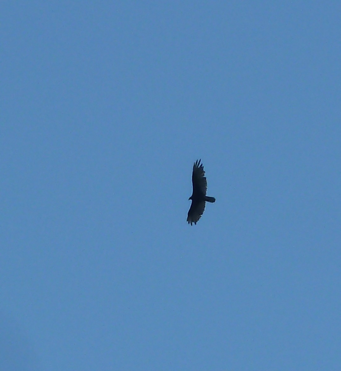 Turkey Vulture - ML638290520