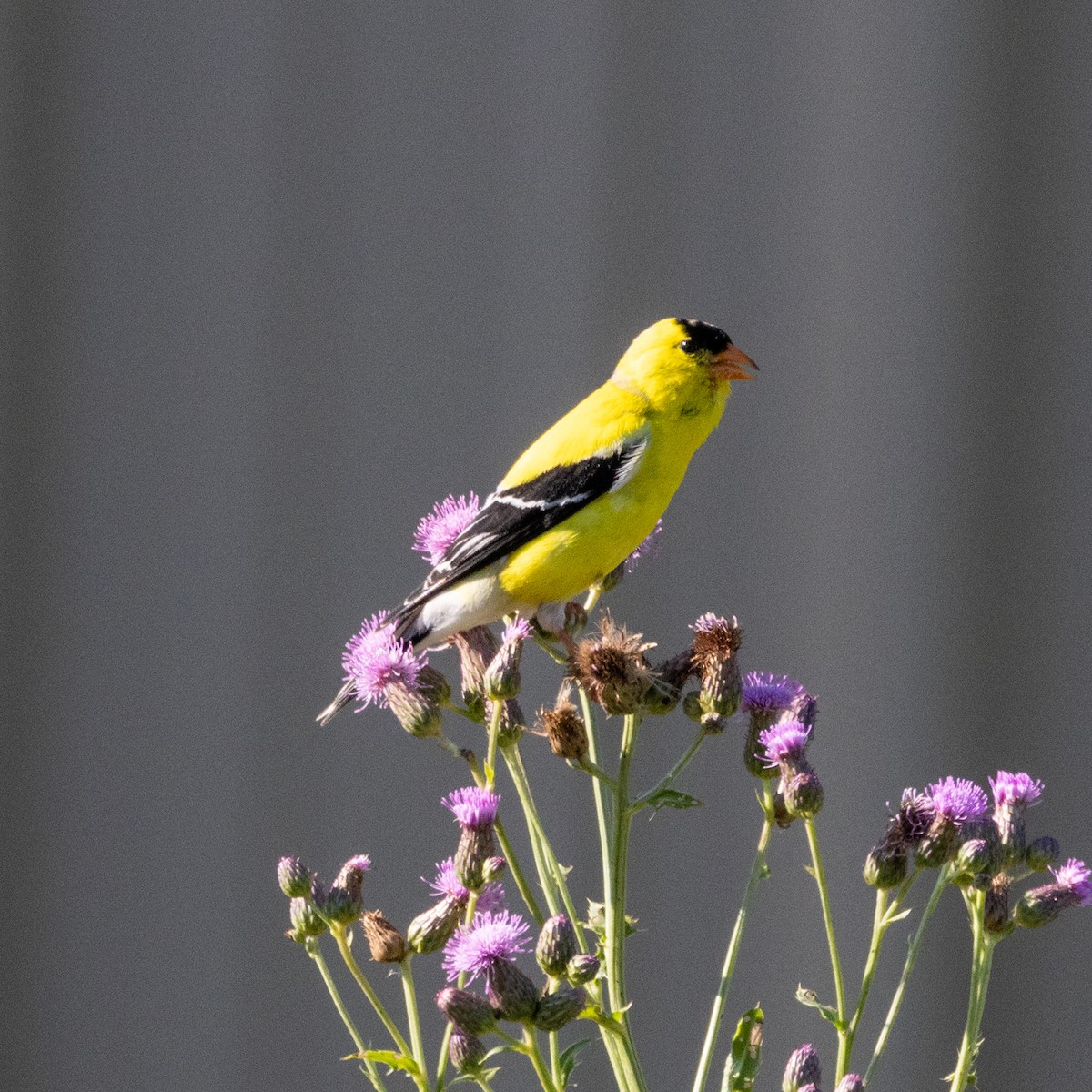 gulstillits - ML638290532