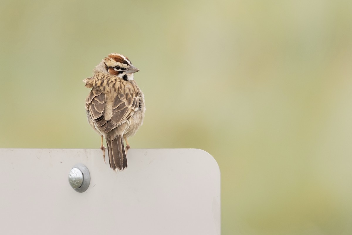 Lark Sparrow - ML638290539