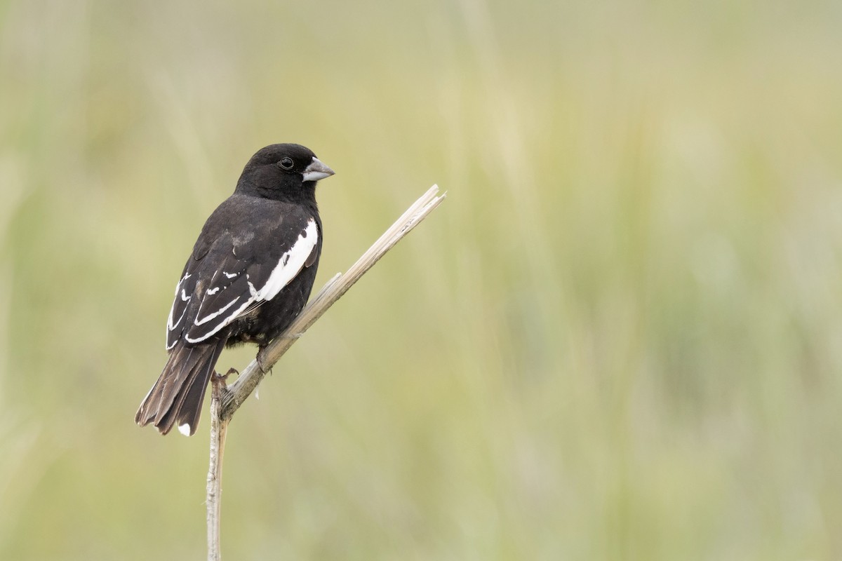 Lark Bunting - ML638290540