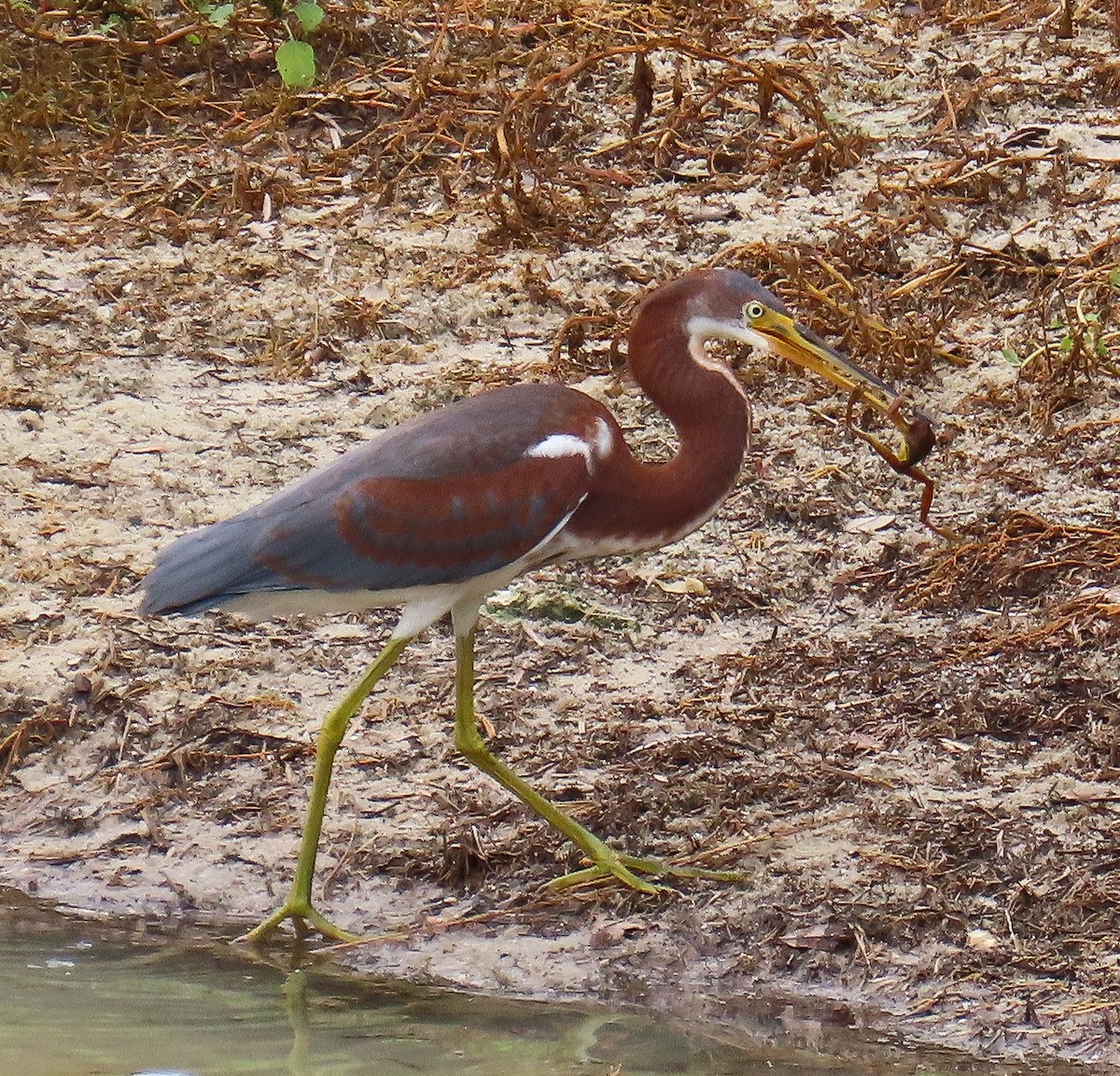 Tricolored Heron - ML638290541