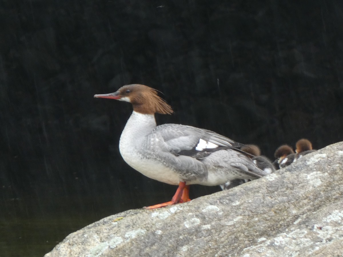 Common Merganser - ML638290542