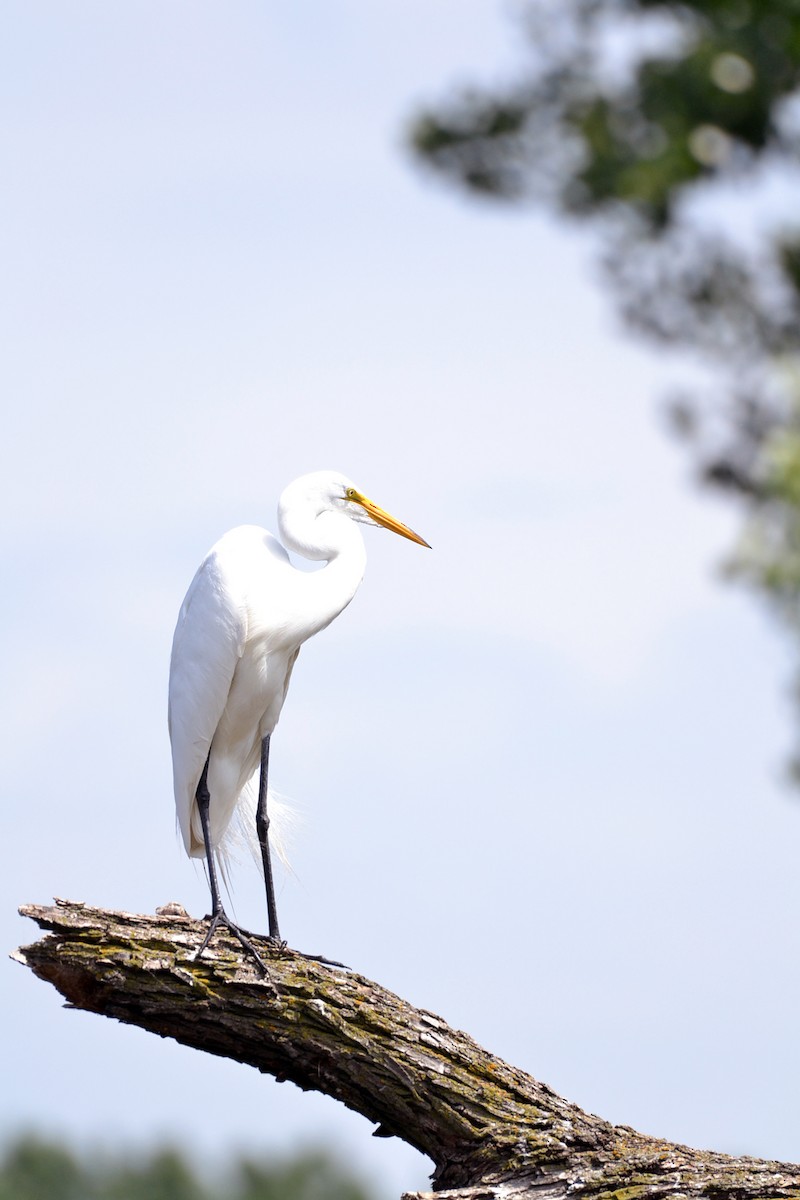Great Egret - ML638290543