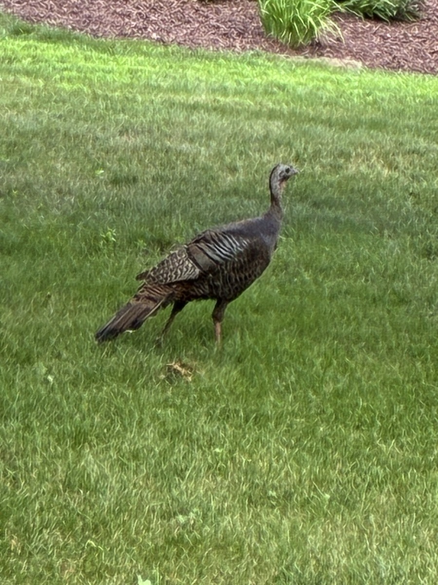 Wild Turkey - ML638290560