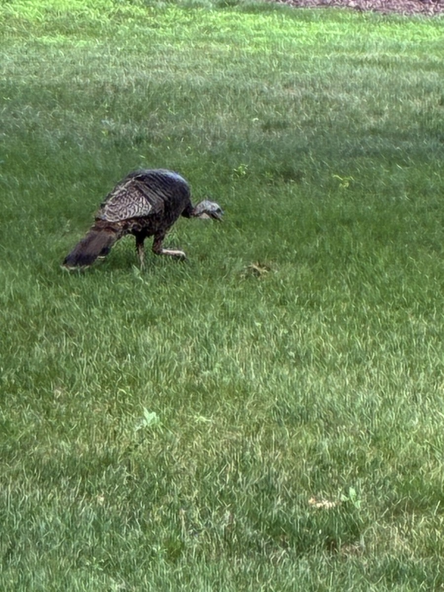 Wild Turkey - ML638290561