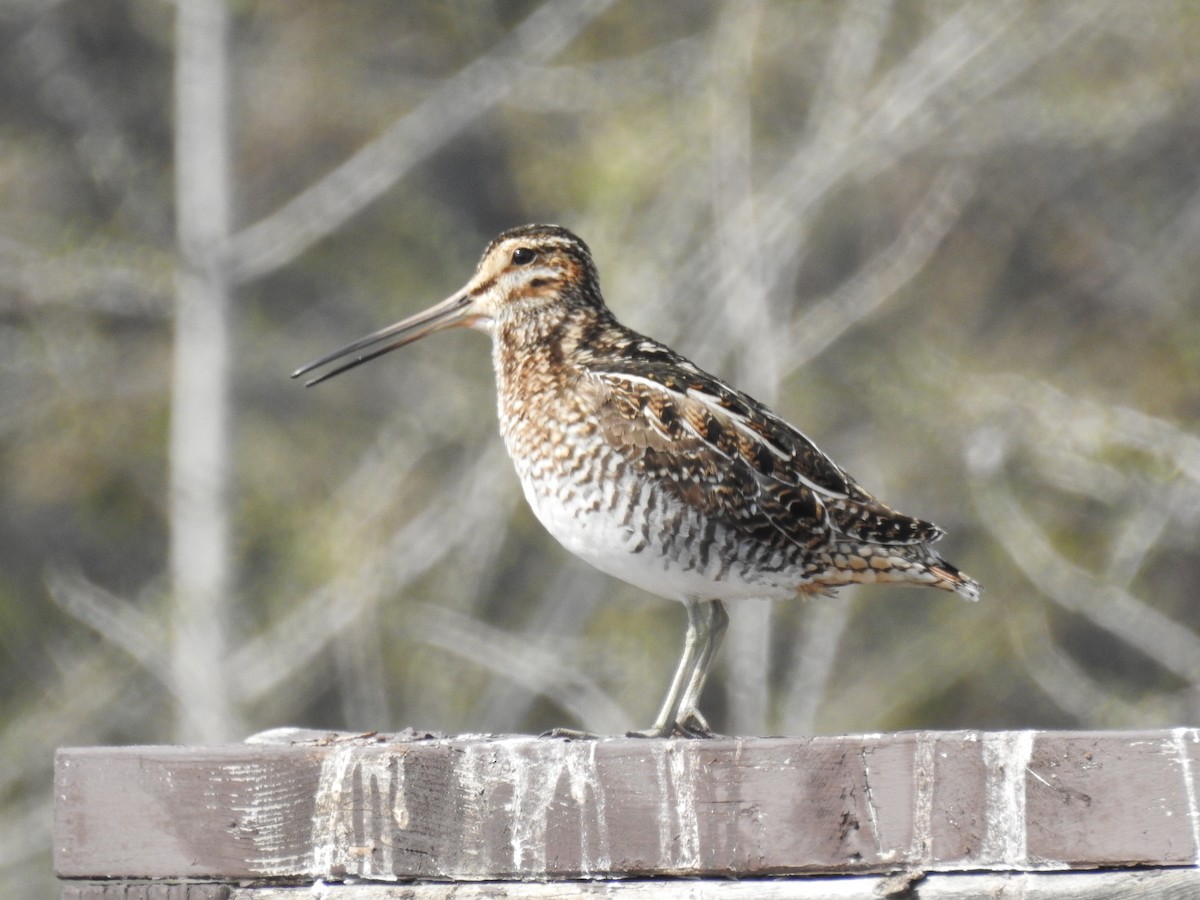 Wilson's Snipe - ML638290562
