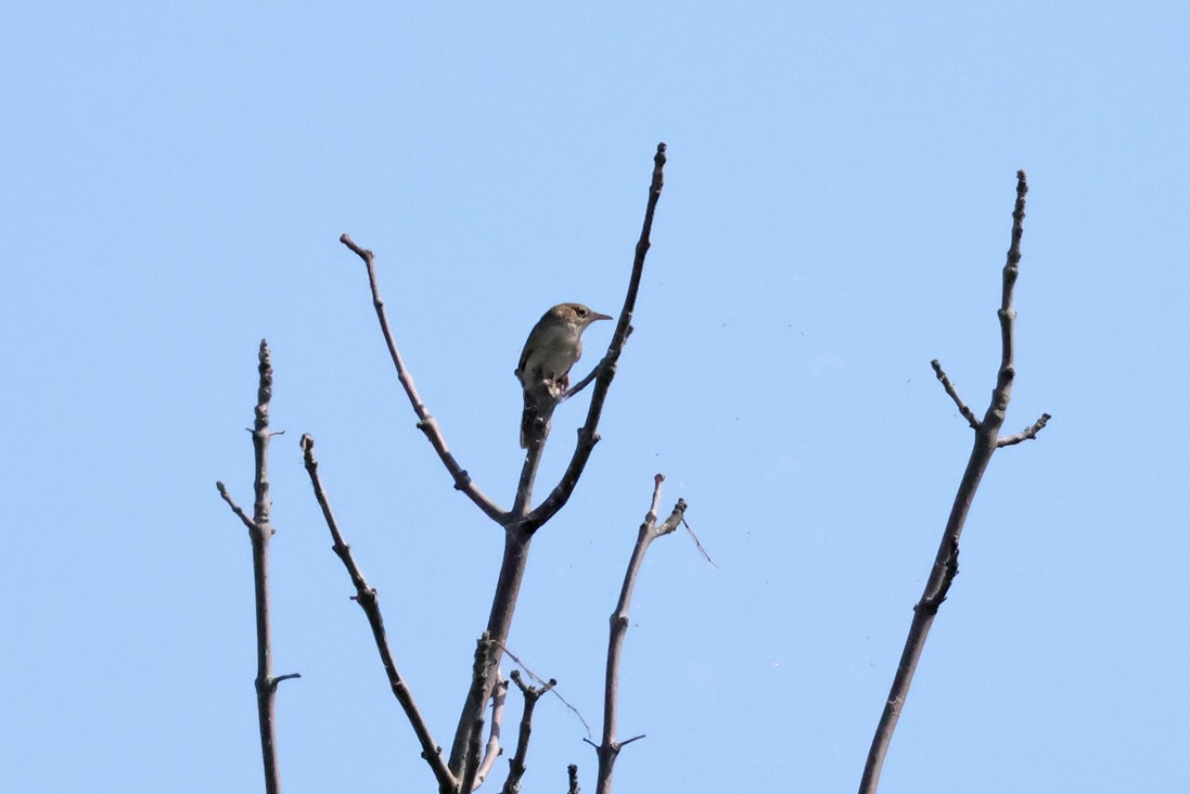 Northern House Wren - ML638290576