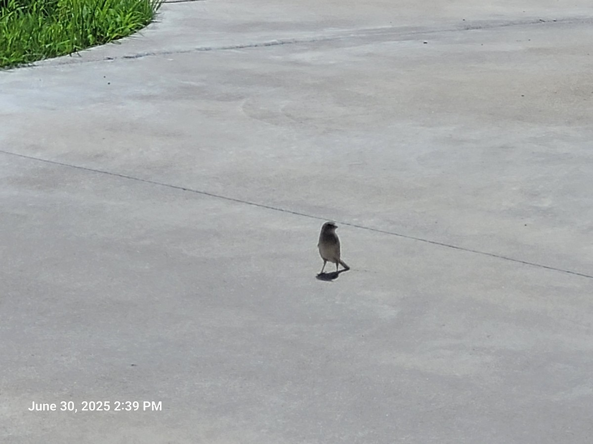 House Sparrow - ML638290579