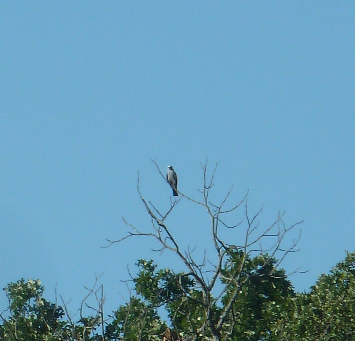 Mississippi Kite - ML638290590