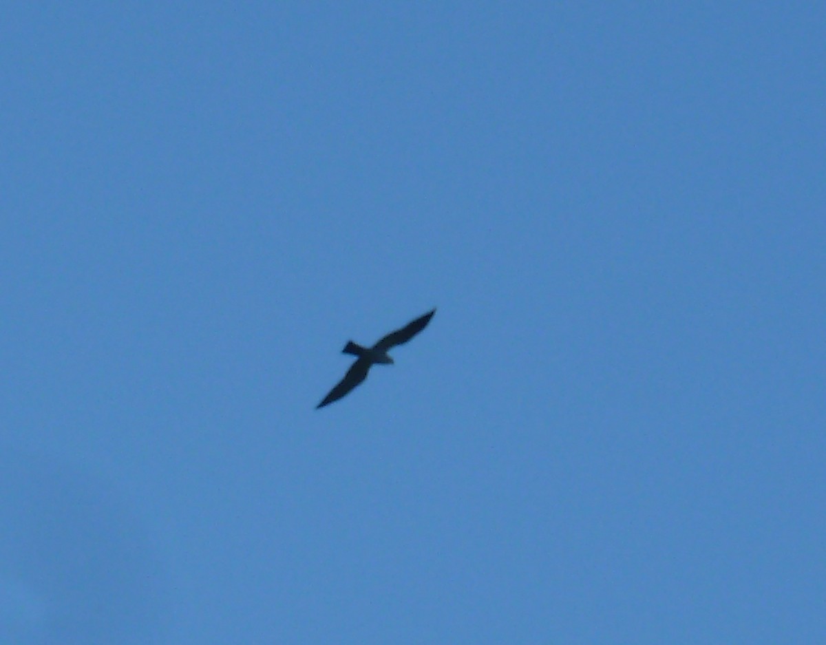 Mississippi Kite - ML638290591