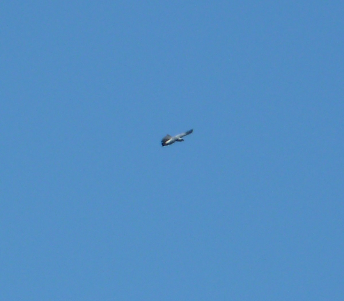 Mississippi Kite - ML638290592