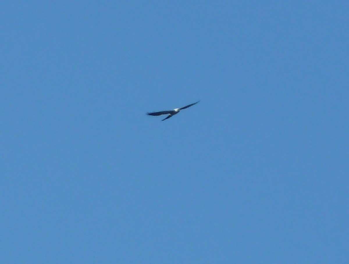 Mississippi Kite - ML638290593