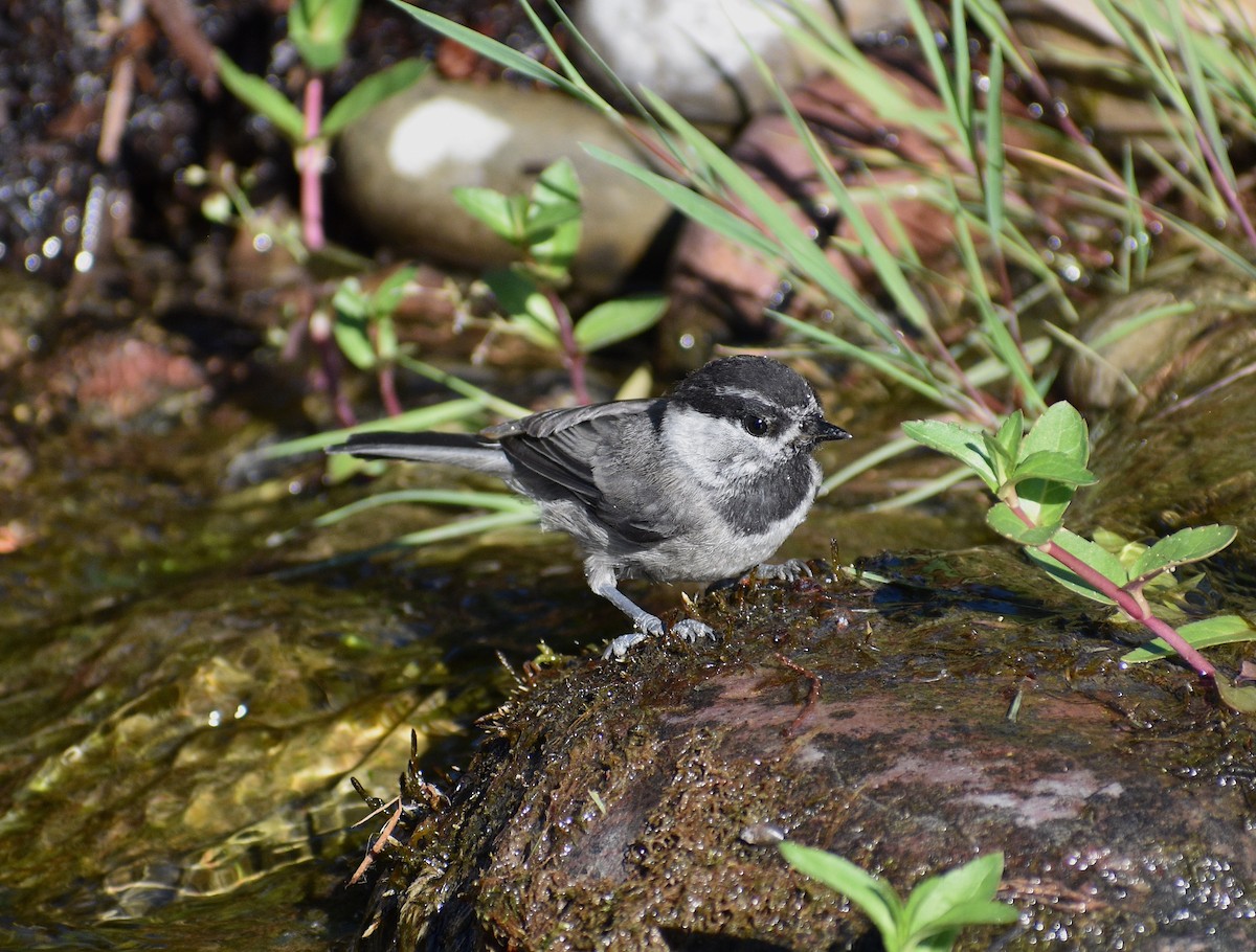 Mountain Chickadee - ML638290595