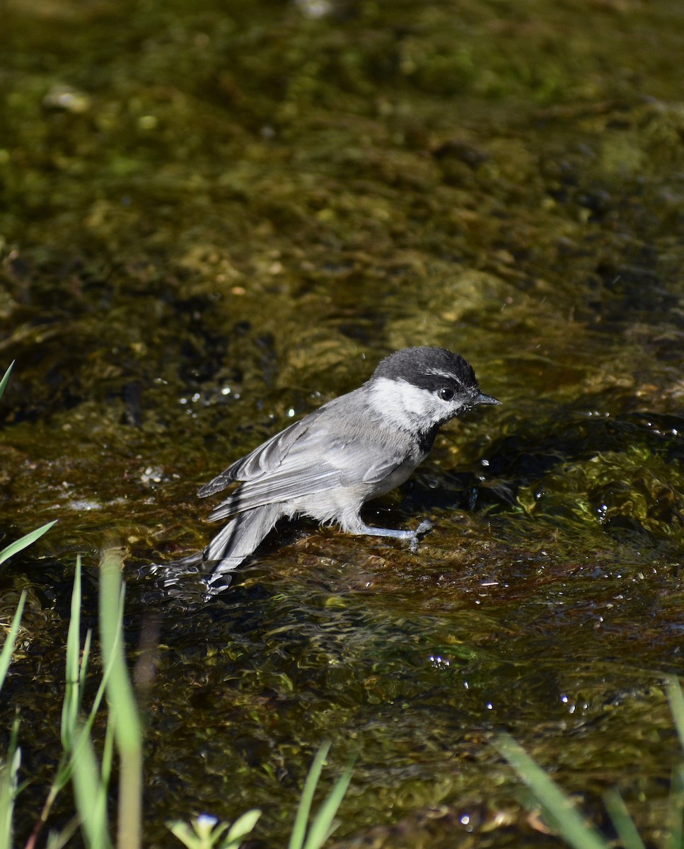 Mountain Chickadee - ML638290596