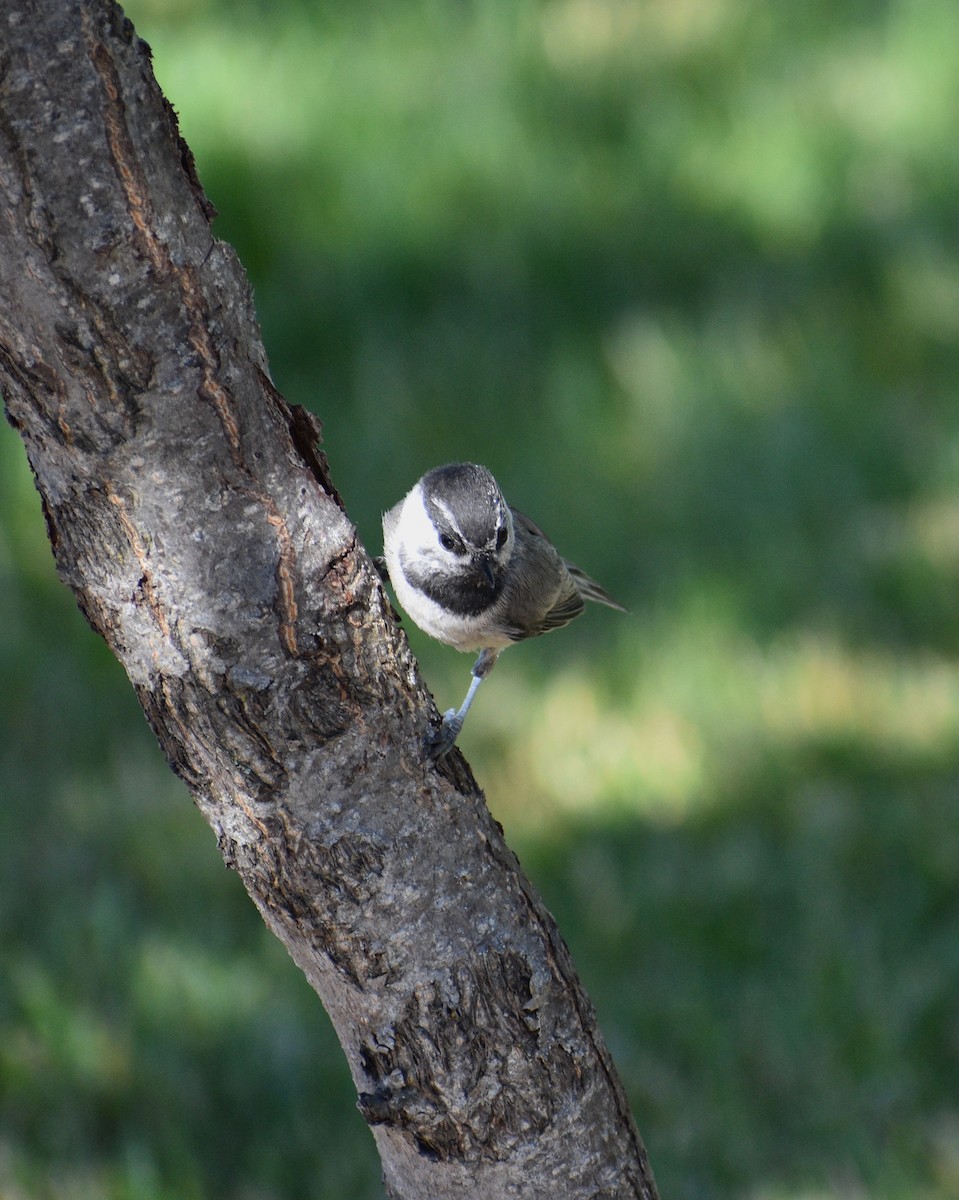 Mountain Chickadee - ML638290597