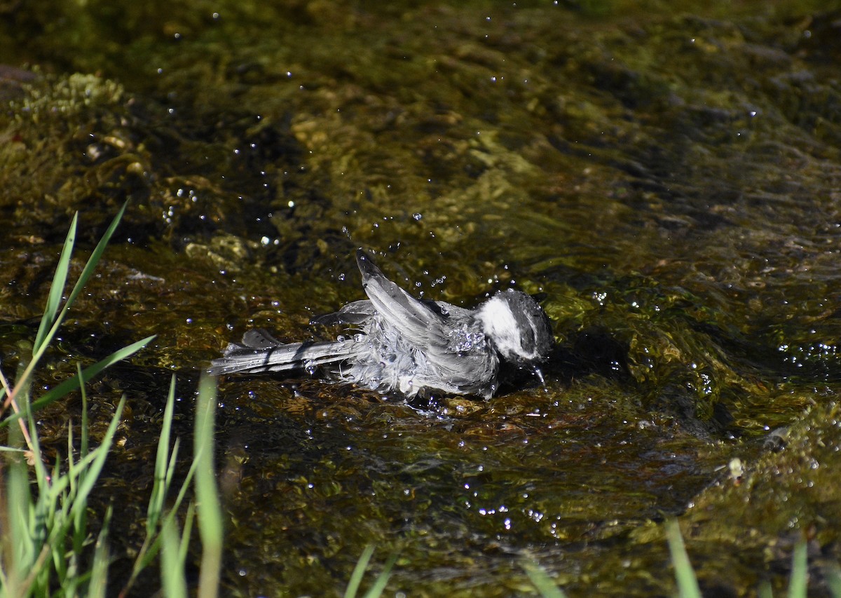 Mountain Chickadee - ML638290598