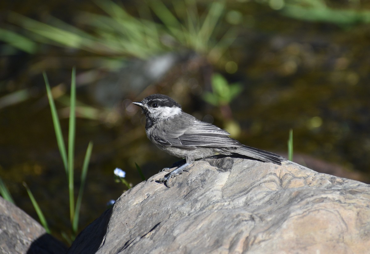 Mountain Chickadee - ML638290599