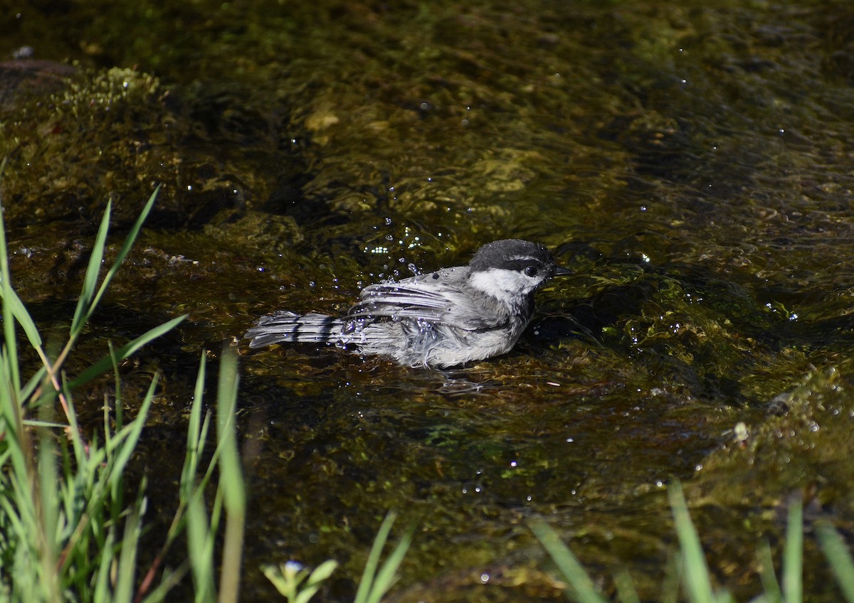 Mountain Chickadee - ML638290600