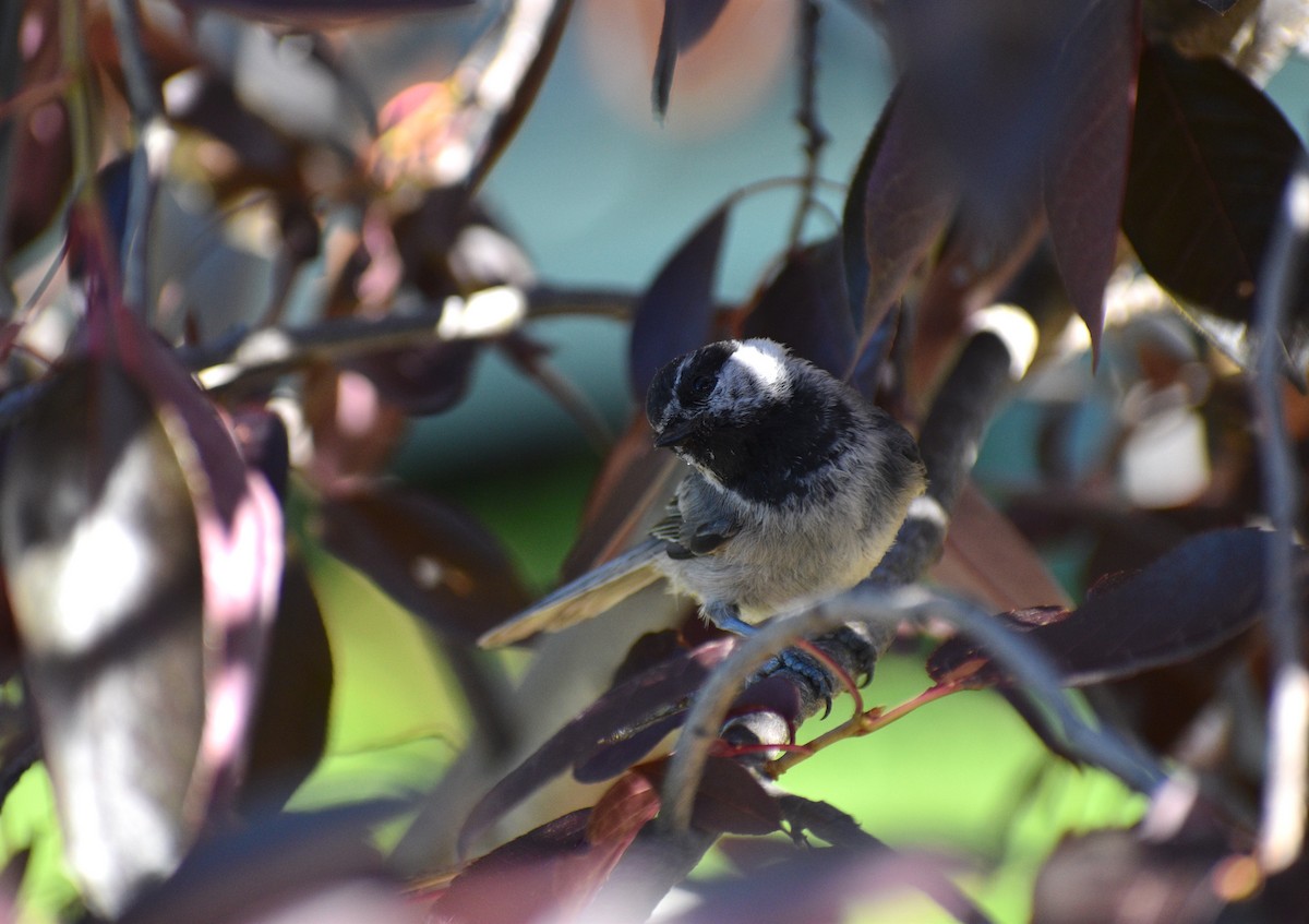 Mountain Chickadee - ML638290601