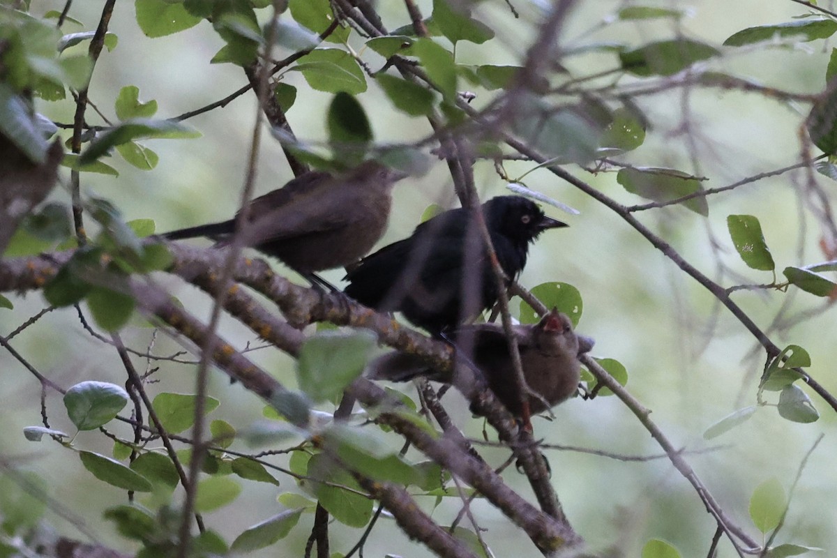 Brewer's Blackbird - ML638290618