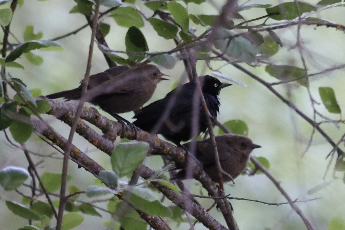 Brewer's Blackbird - ML638290619