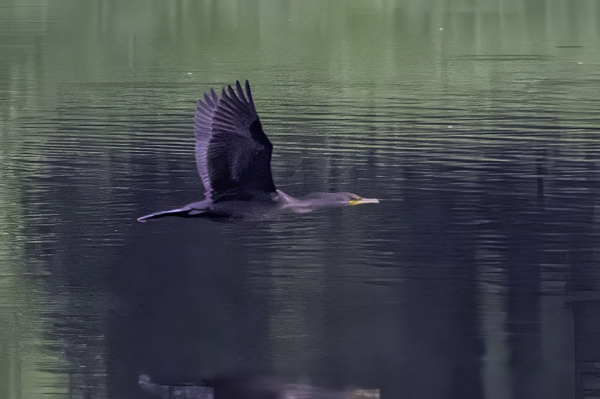 Cormorán Orejudo - ML638290623