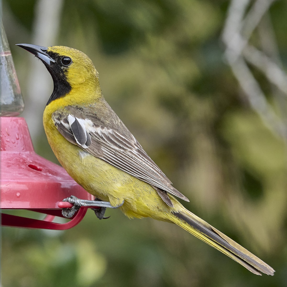 Hooded Oriole - ML638290624