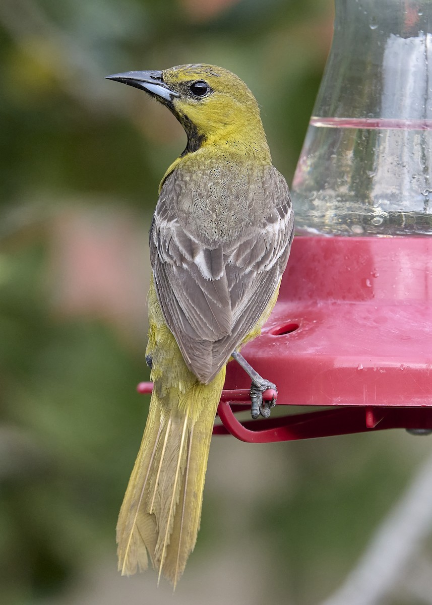 Hooded Oriole - ML638290626