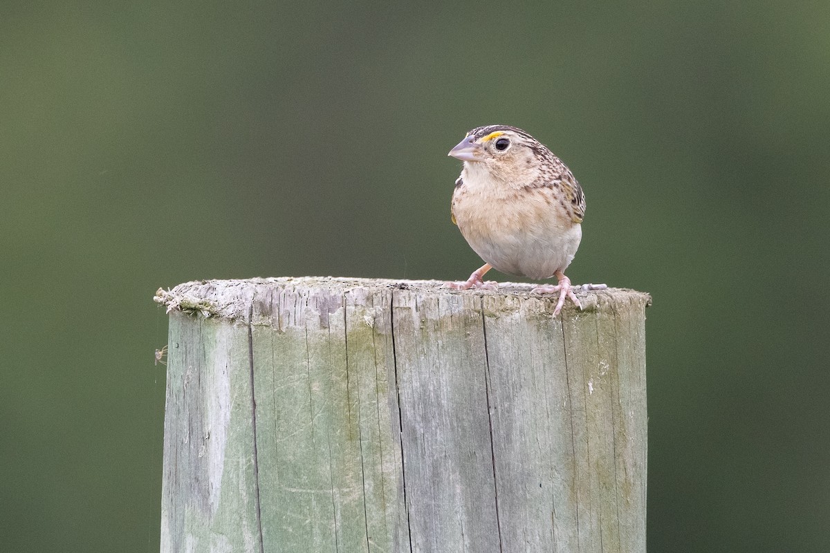 Grasshopper Sparrow - ML638290629