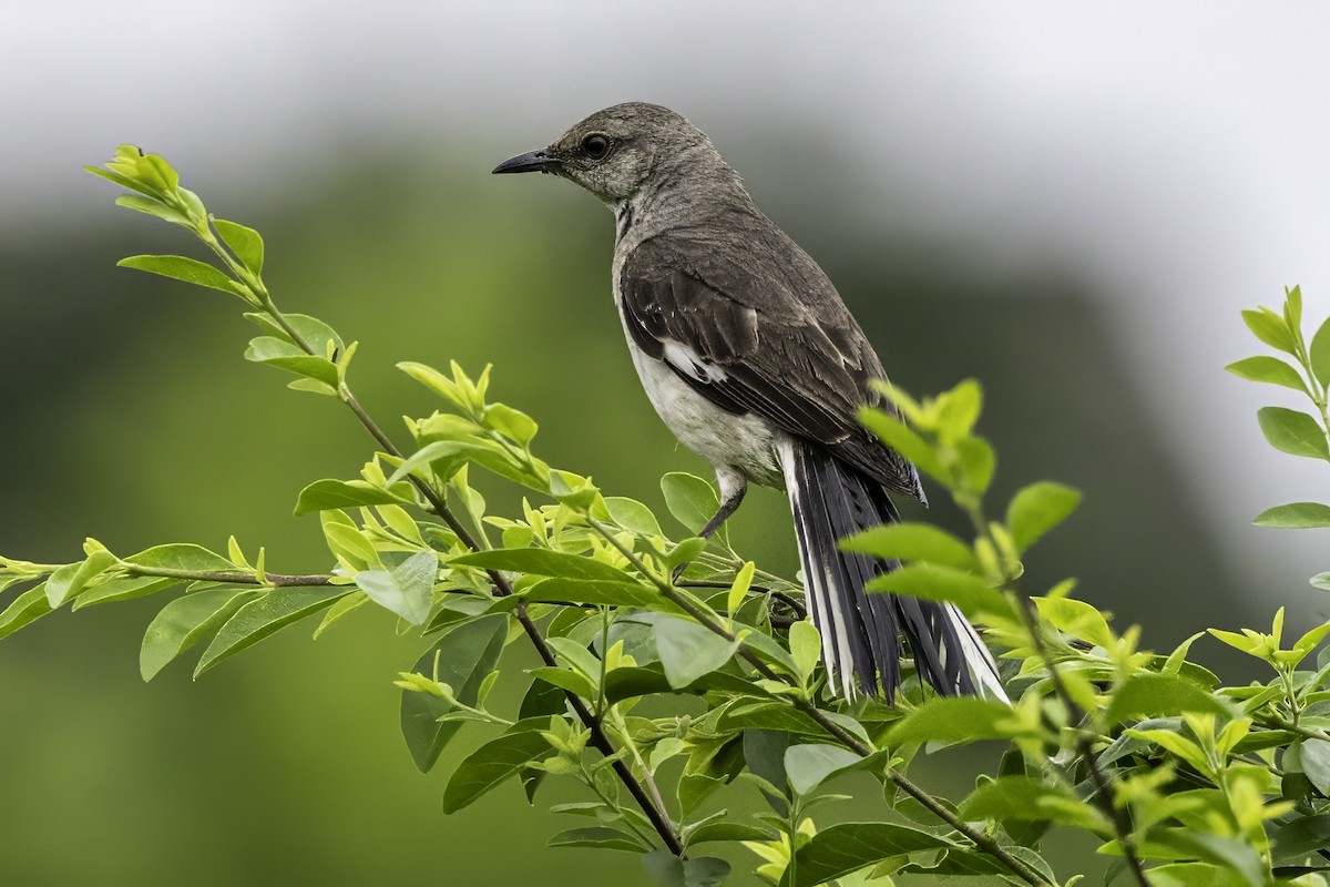 Northern Mockingbird - ML638290637