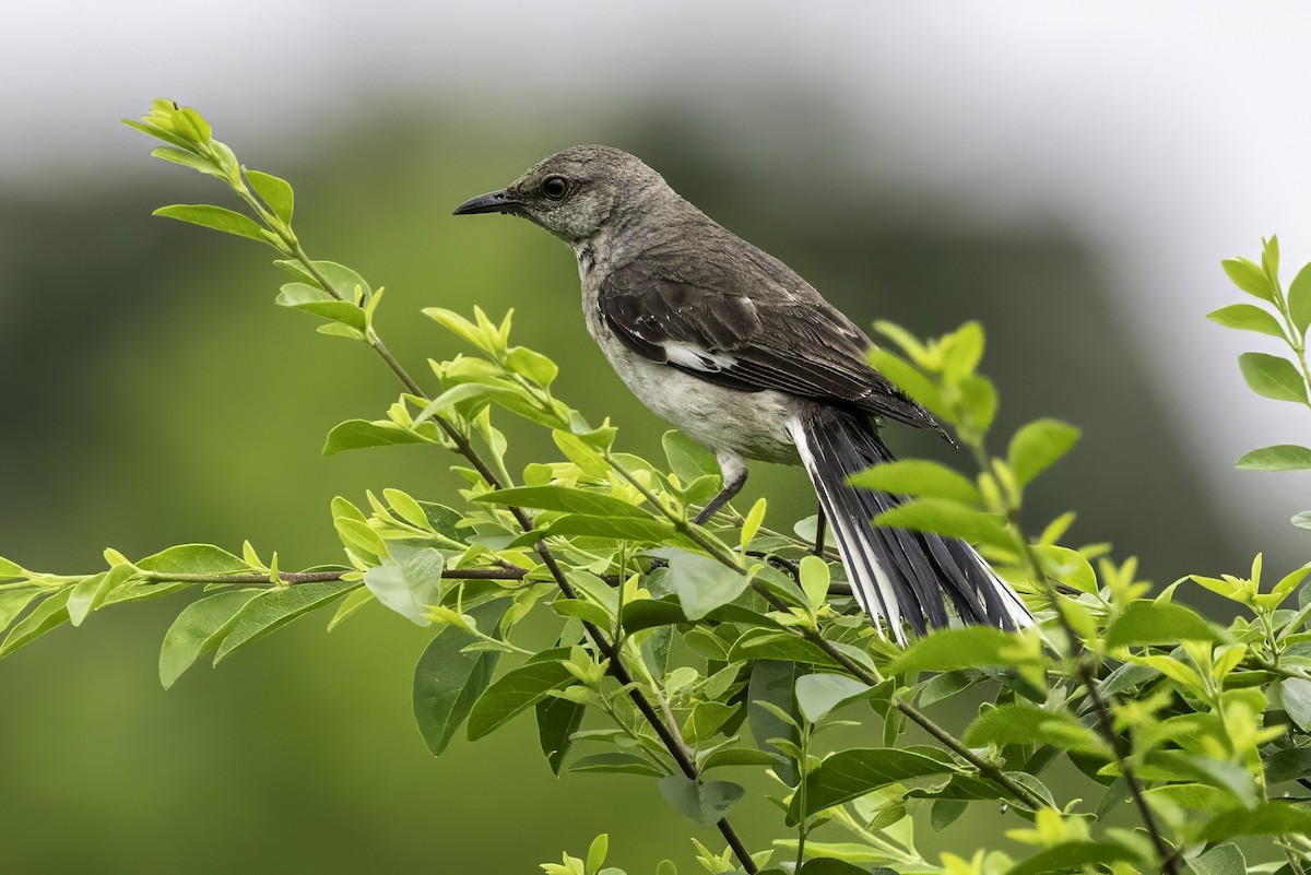 Northern Mockingbird - ML638290640