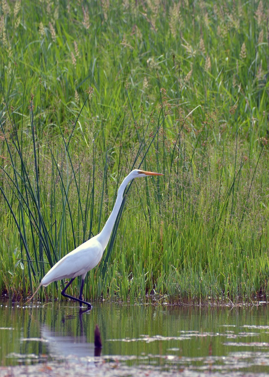 Great Egret - ML638290641