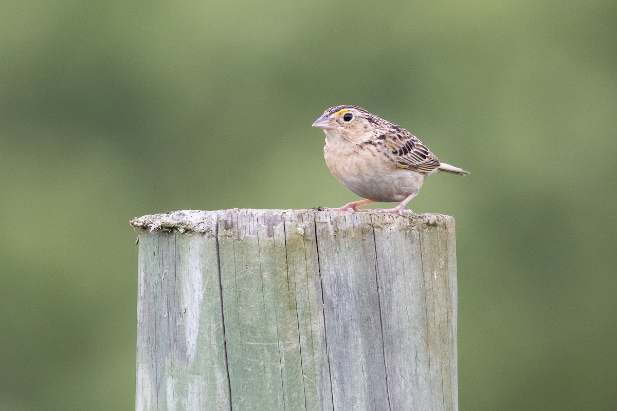 Grasshopper Sparrow - ML638290644