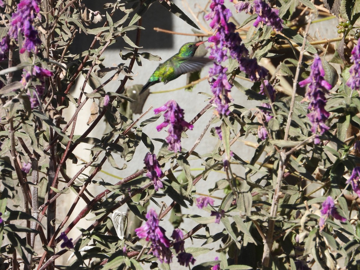 Glittering-bellied Emerald - ML638290645