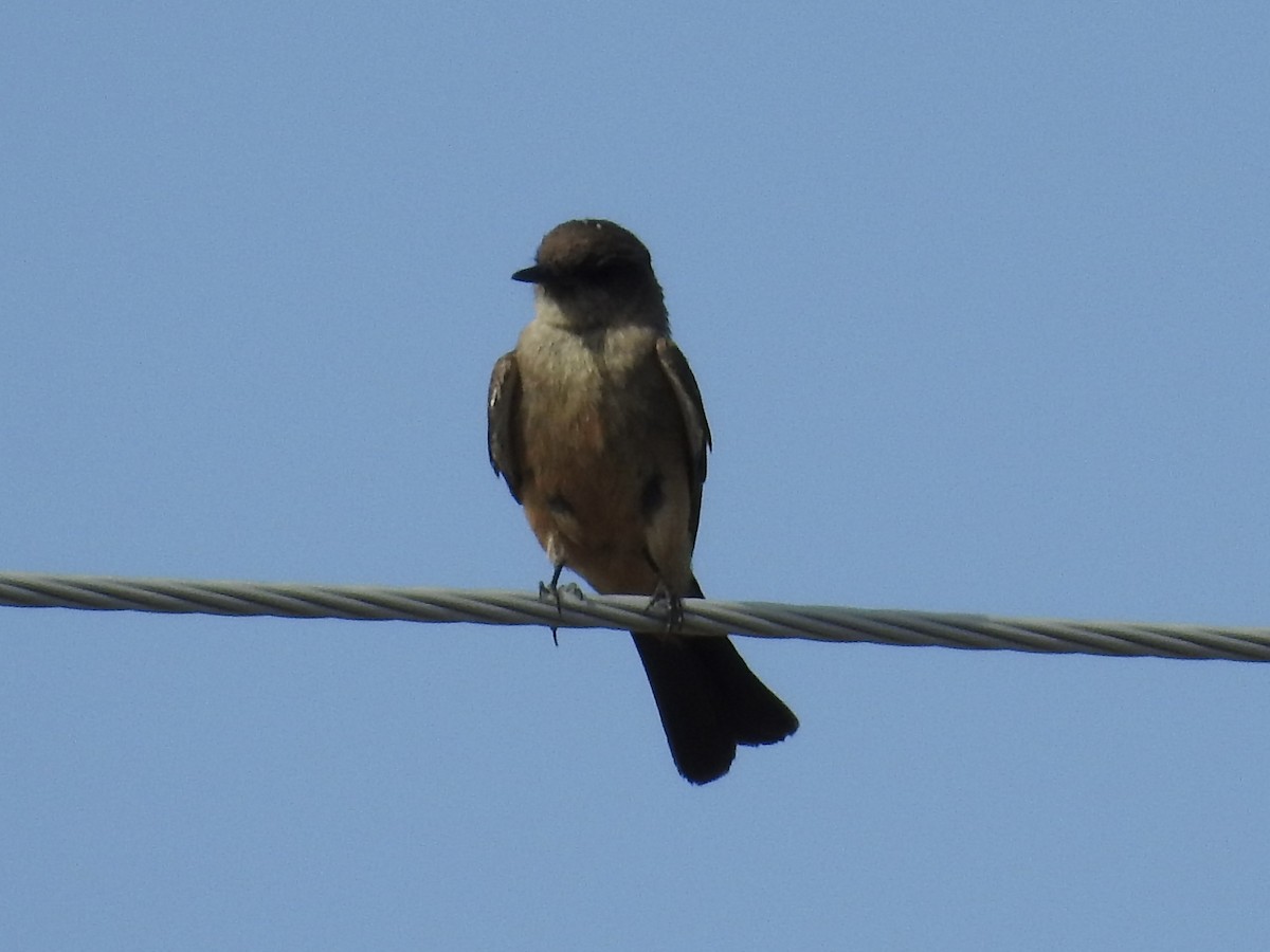 Say's Phoebe - ML638290651