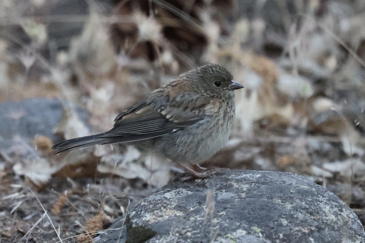 Dark-eyed Junco (Oregon) - ML638290653