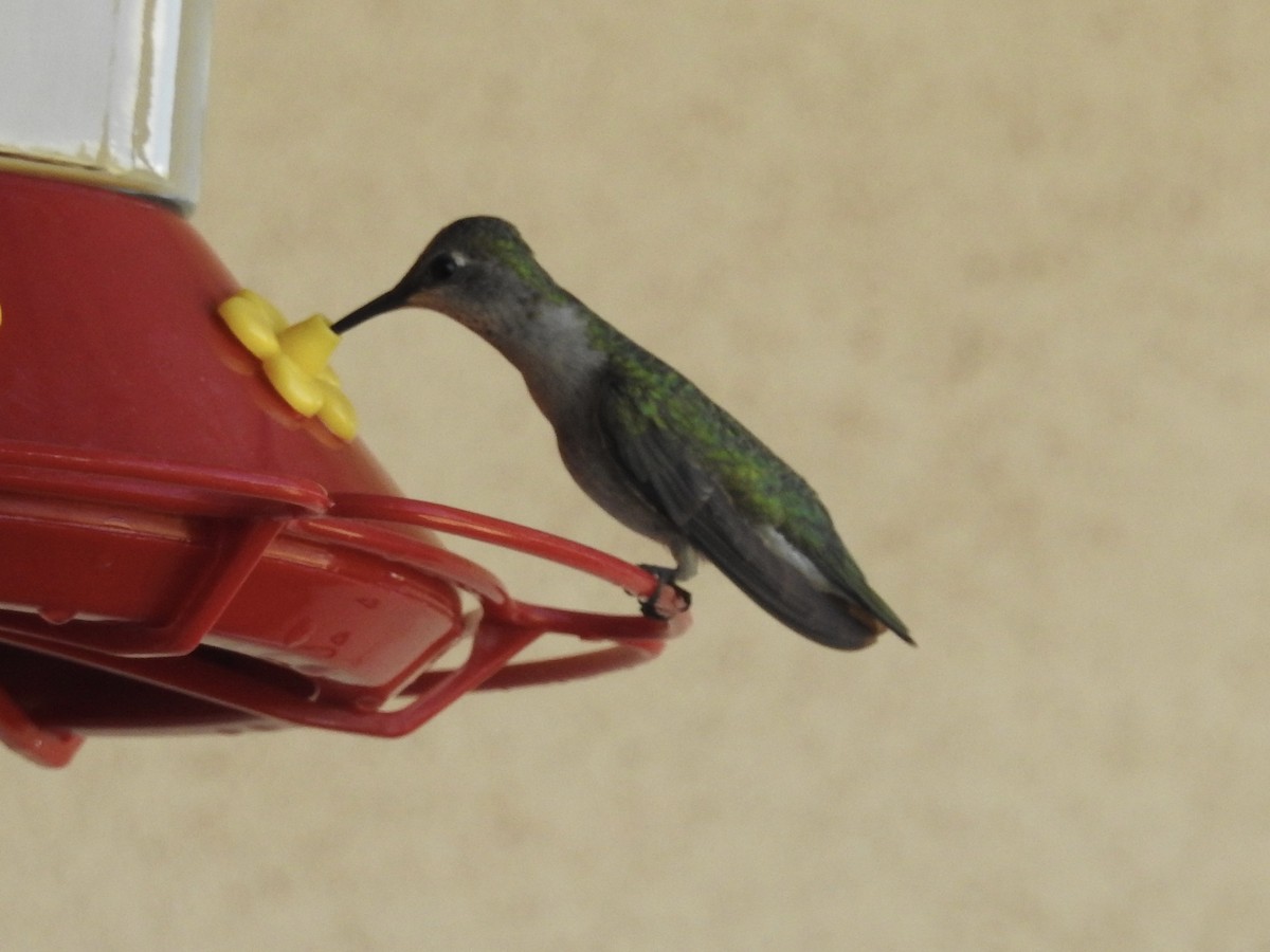 Black-chinned Hummingbird - ML638290654
