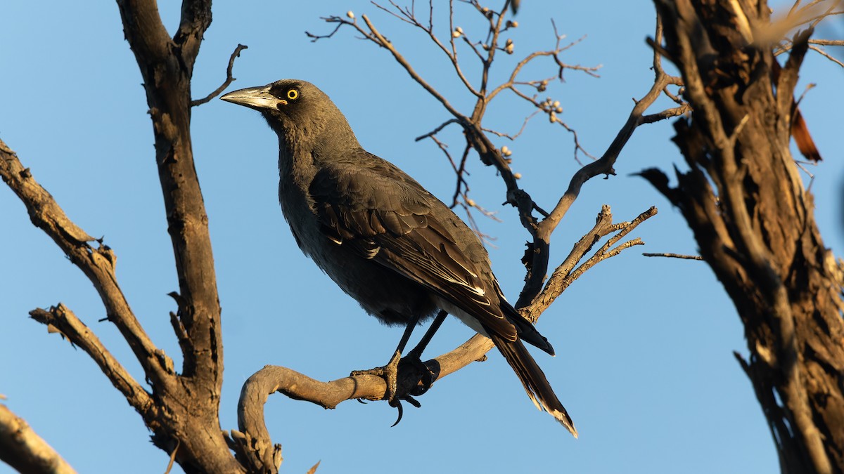 Gray Currawong - ML638290655