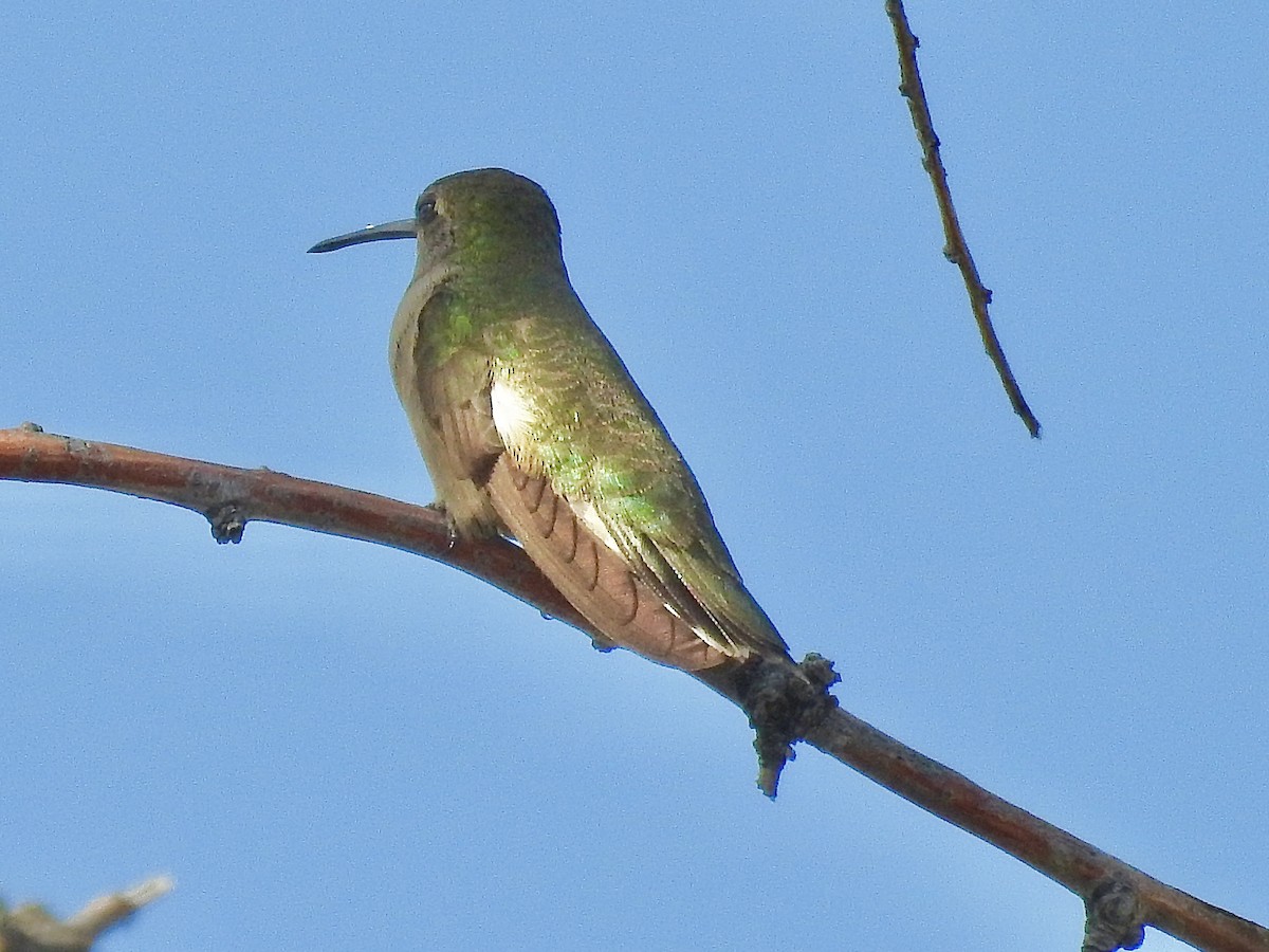 Black-chinned Hummingbird - ML638290658