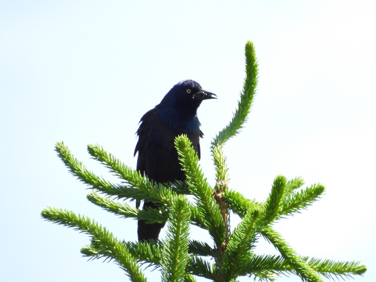 Common Grackle - ML638290664