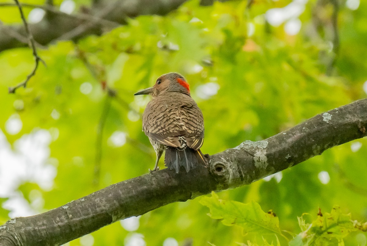 Northern Flicker - ML638290667