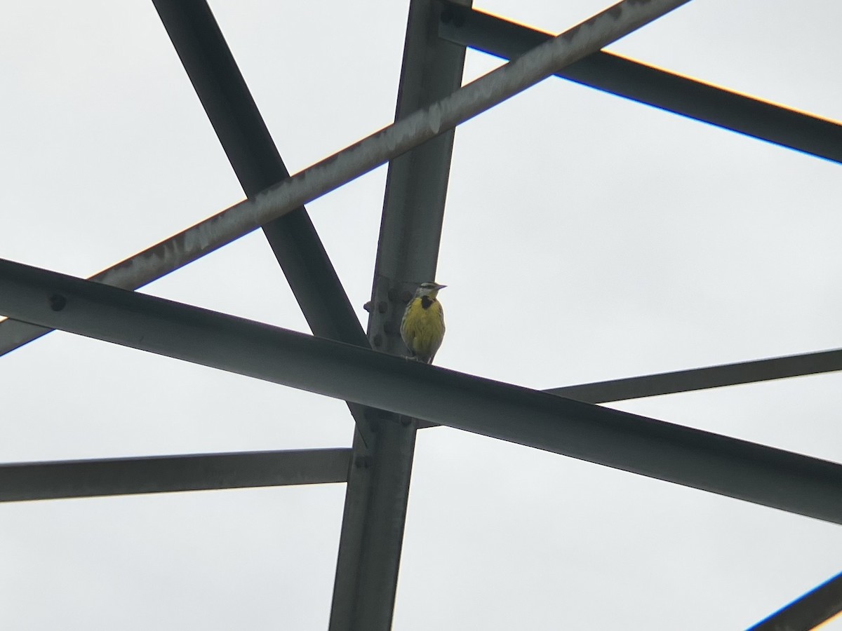 Eastern Meadowlark - ML638290673