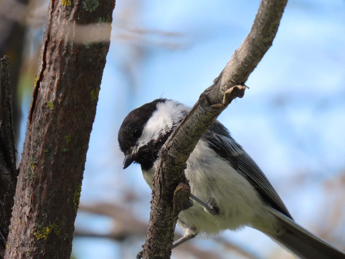 Black-capped Chickadee - ML638290674
