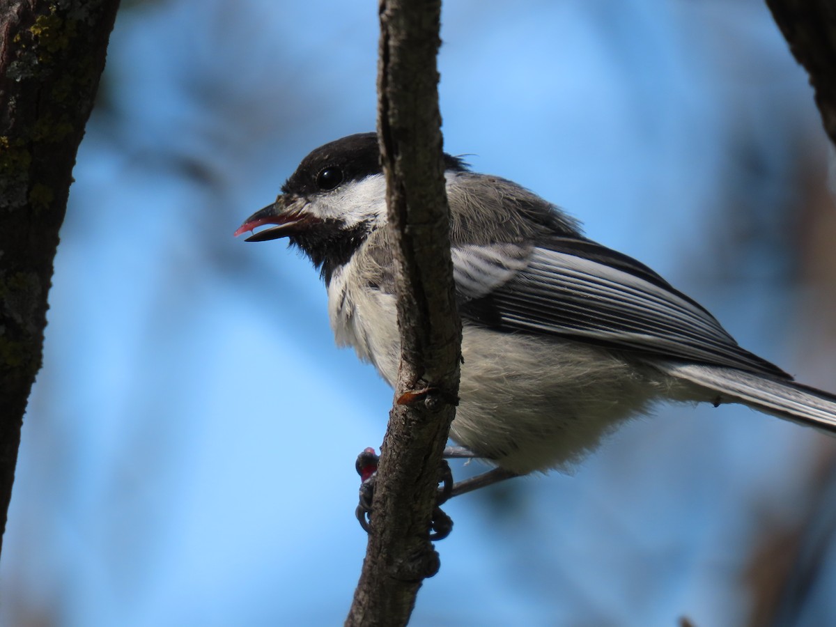 Black-capped Chickadee - ML638290675