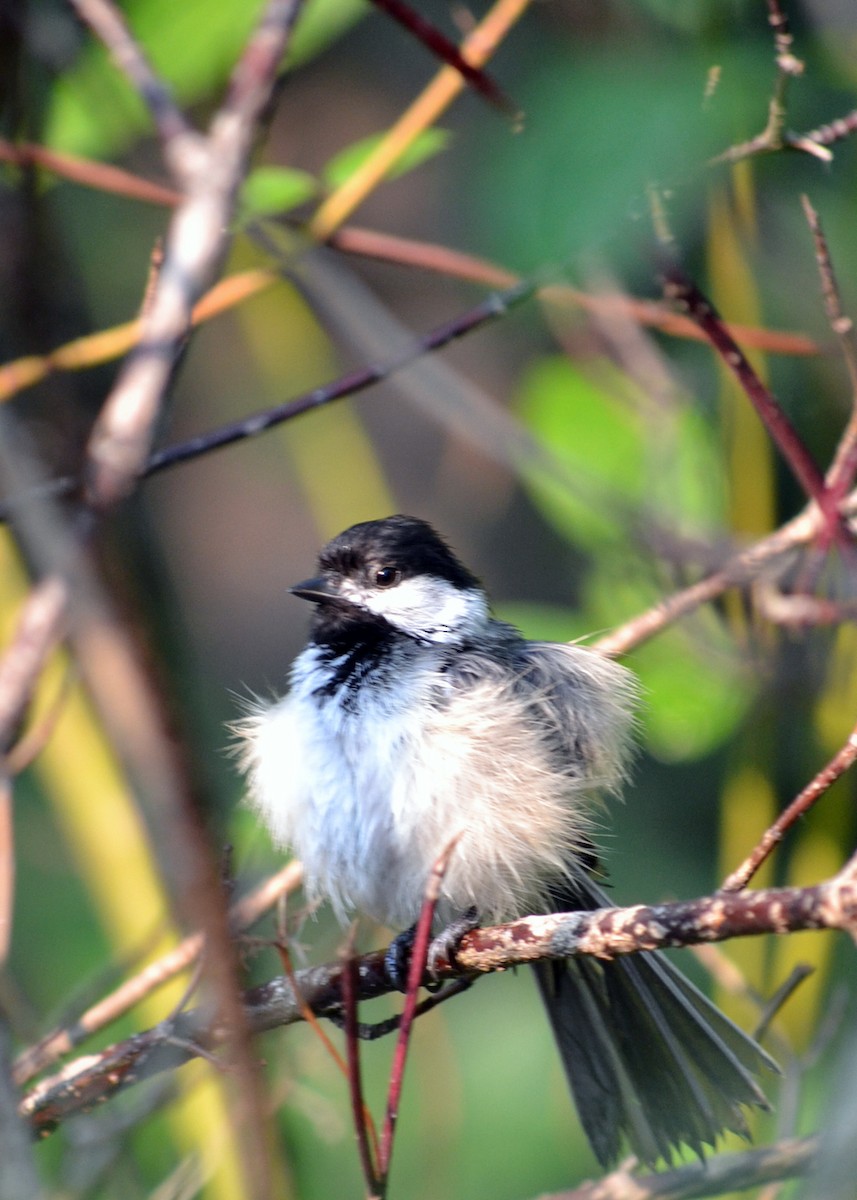 Black-capped Chickadee - ML638290679