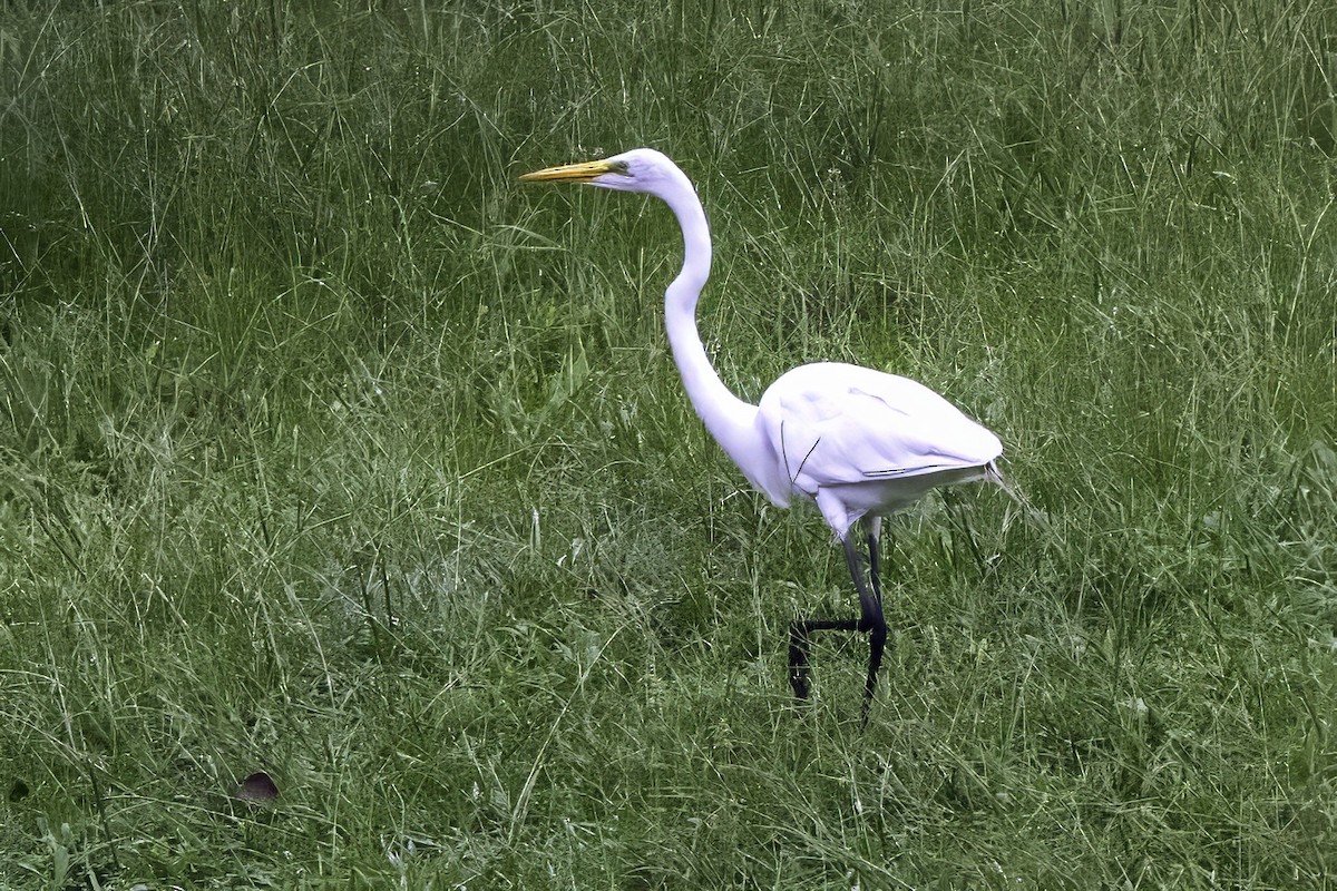 Great Egret - ML638290680